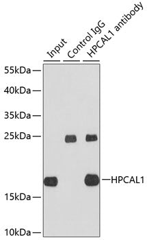 HPCAL1 Rabbit pAb