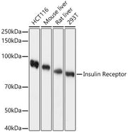 Insulin Receptor Rabbit pAb