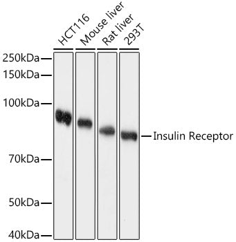 Insulin Receptor Rabbit pAb