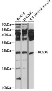 REG3G Rabbit pAb