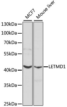 LETMD1 Rabbit pAb