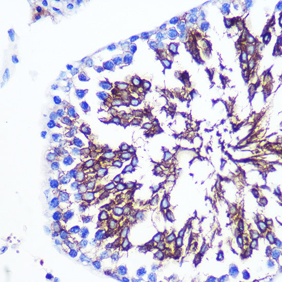 LETMD1 Rabbit pAb