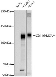 CD146/MCAM Rabbit pAb