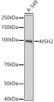 [KO Validated] MSH2 Rabbit pAb