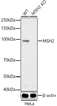 [KO Validated] MSH2 Rabbit pAb