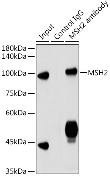 [KO Validated] MSH2 Rabbit pAb