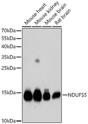 [KD Validated] NDUFS5 Rabbit pAb
