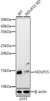 [KD Validated] NDUFS5 Rabbit pAb