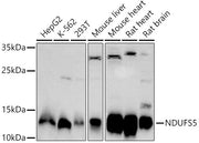 NDUFS5 Rabbit pAb