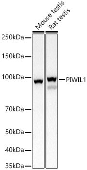 PIWIL1 Rabbit pAb