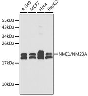 NME1/NM23A Rabbit pAb