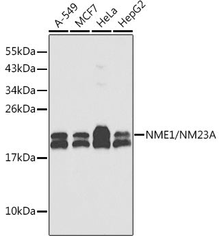 NME1/NM23A Rabbit pAb