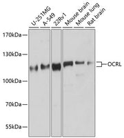 OCRL Rabbit pAb