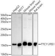[KO Validated]  TTC11/FIS1 Rabbit pAb