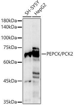 [KO Validated] PEPCK/PCK2 Rabbit pAb