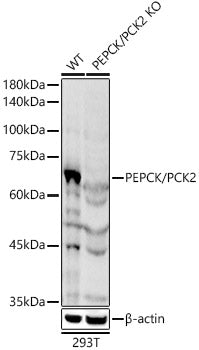 [KO Validated] PEPCK/PCK2 Rabbit pAb