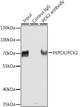 [KO Validated] PEPCK/PCK2 Rabbit pAb