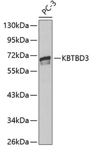 KBTBD3 Rabbit pAb