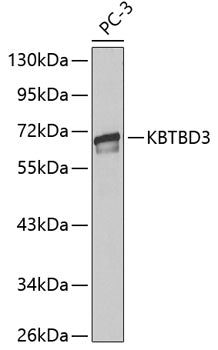 KBTBD3 Rabbit pAb