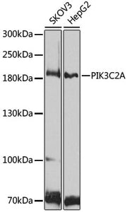 PIK3C2A Rabbit pAb