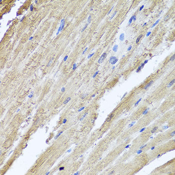 PIK3C2A Rabbit pAb