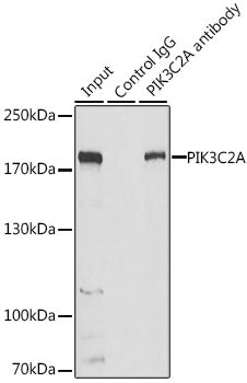 PIK3C2A Rabbit pAb