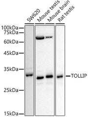 [KD Validated] TOLLIP Rabbit pAb