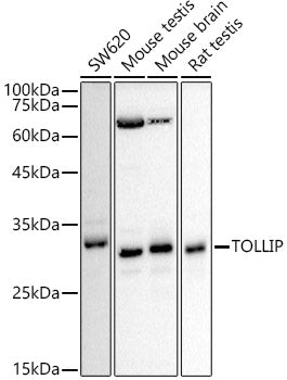 [KD Validated] TOLLIP Rabbit pAb