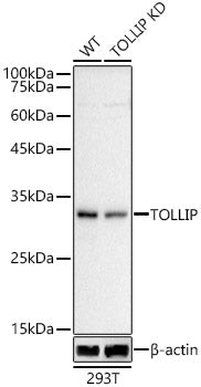 [KD Validated] TOLLIP Rabbit pAb