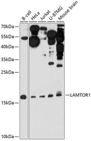 LAMTOR1 Rabbit pAb