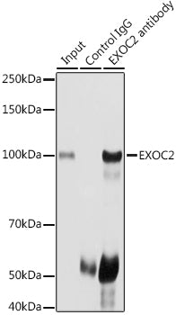 EXOC2 Rabbit pAb