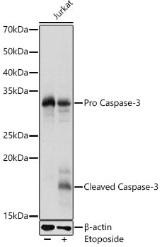 Caspase-3 Rabbit pAb