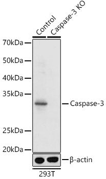 Caspase-3 Rabbit pAb