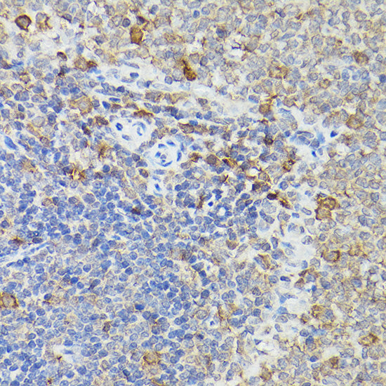 Caspase-3 Rabbit pAb
