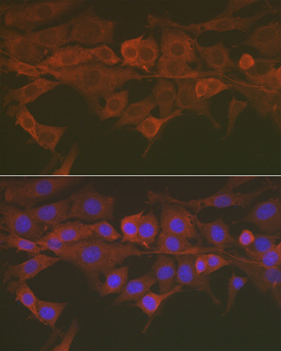Caspase-3 Rabbit pAb