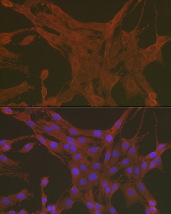 Caspase-3 Rabbit pAb