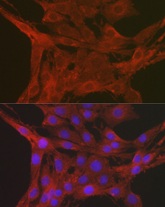 Caspase-3 Rabbit pAb