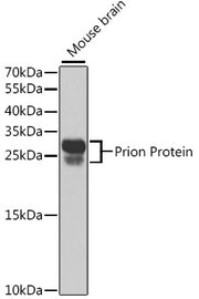 Prion Protein Rabbit pAb