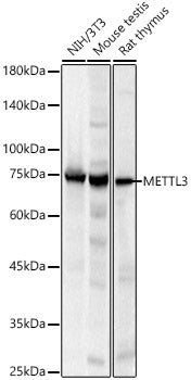 METTL3 Rabbit pAb
