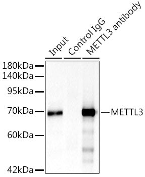 METTL3 Rabbit pAb