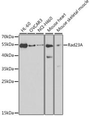 Rad23A Rabbit pAb
