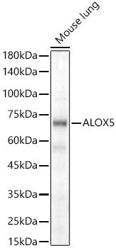 ALOX5 Rabbit pAb