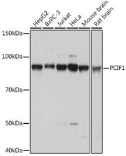 PCIF1 Rabbit pAb