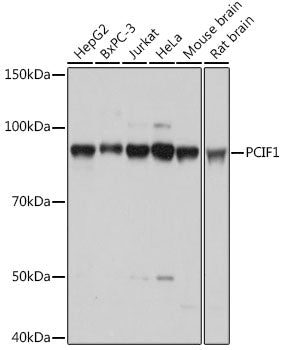 PCIF1 Rabbit pAb