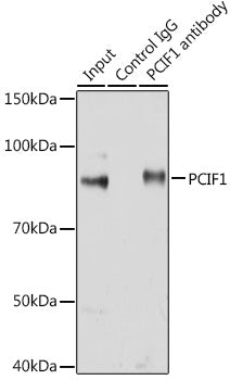 PCIF1 Rabbit pAb