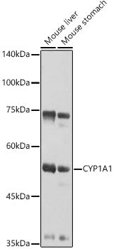 CYP1A1 Rabbit pAb