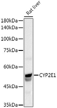 CYP2E1 Rabbit pAb
