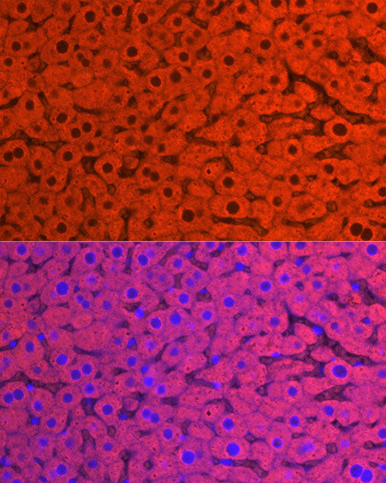 CYP2E1 Rabbit pAb