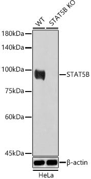 [KO Validated] STAT5B Rabbit pAb