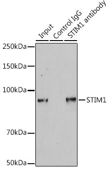 STIM1 Rabbit pAb